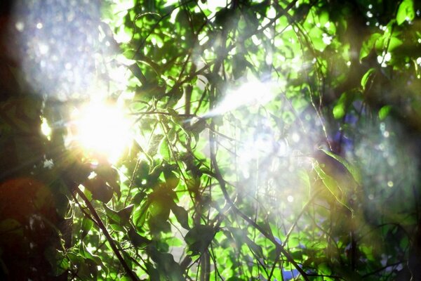 Paesaggio della foresta con alberi frondosi