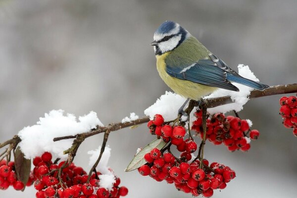 Bouvreuil sur une branche avec des baies en hiver