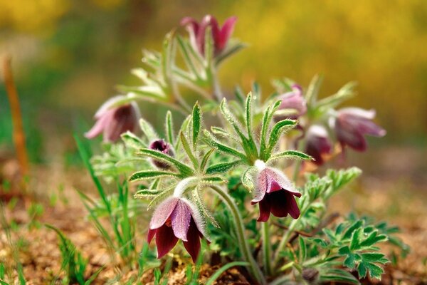 Blumen Frühling Erde lila Traum-Gras Schneeglöckchen