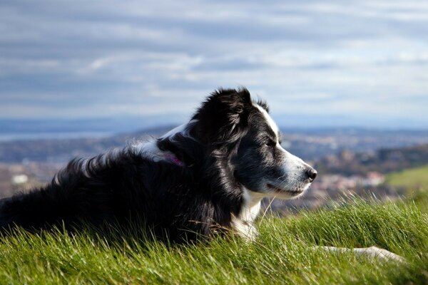 Ein zotteliger schwarzer Hund auf einem Hügel über der Stadt