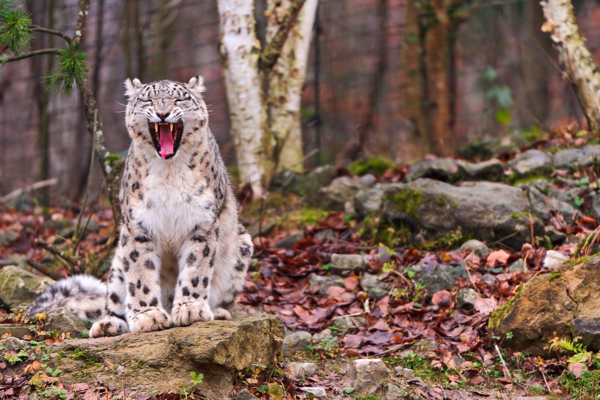 animales naturaleza madera al aire libre árbol vida silvestre salvaje hoja mamífero hierba parque