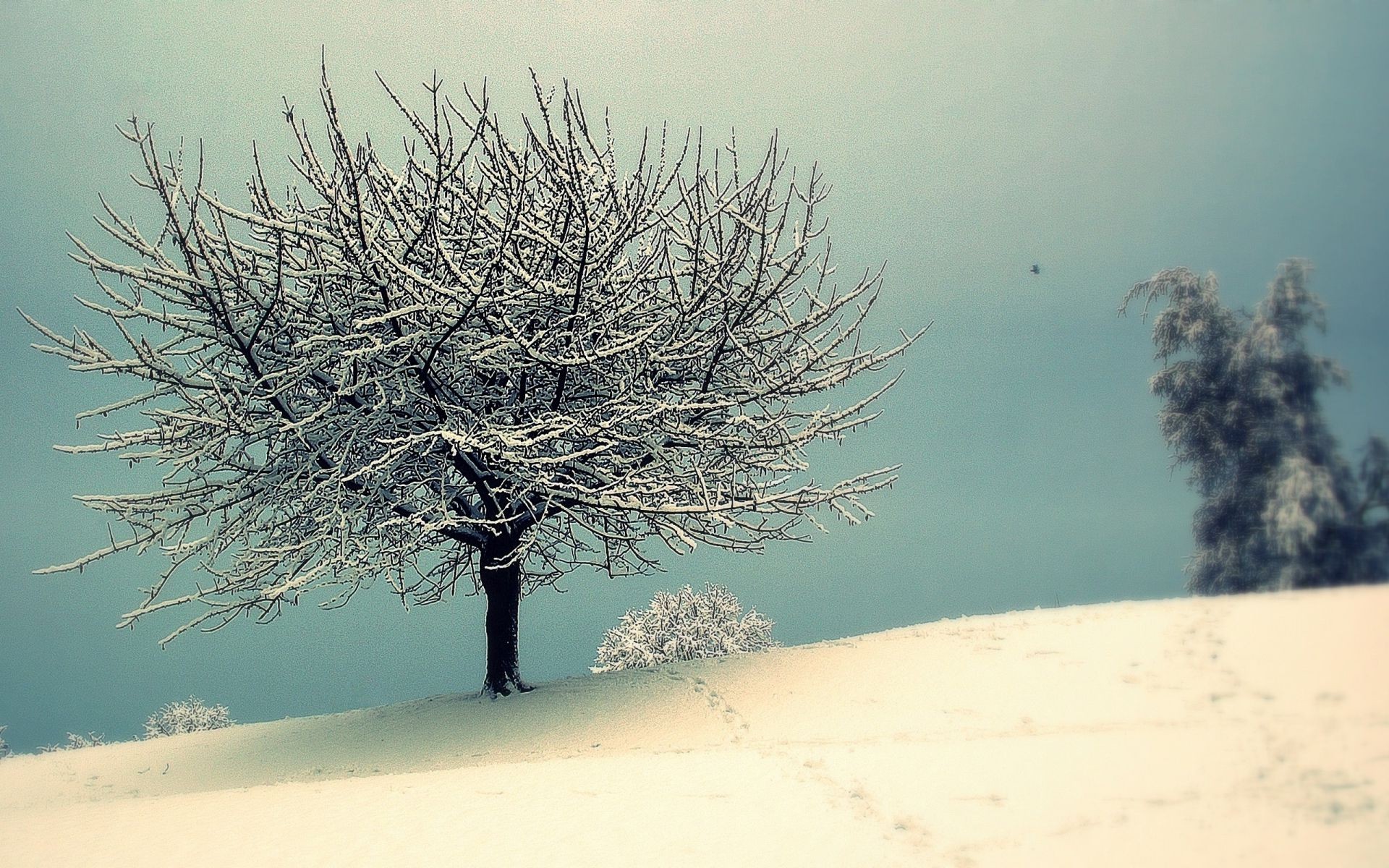 hiver arbre neige paysage froid nature gel brouillard à l extérieur ciel météo beau temps aube