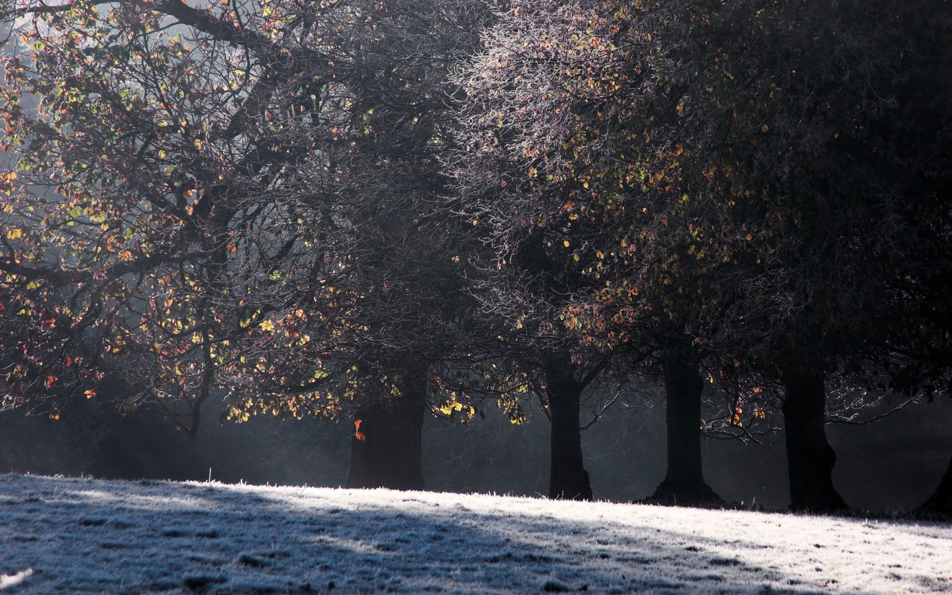 hiver arbre paysage automne neige nature lumière branche parc à l extérieur eau feuille froid brouillard