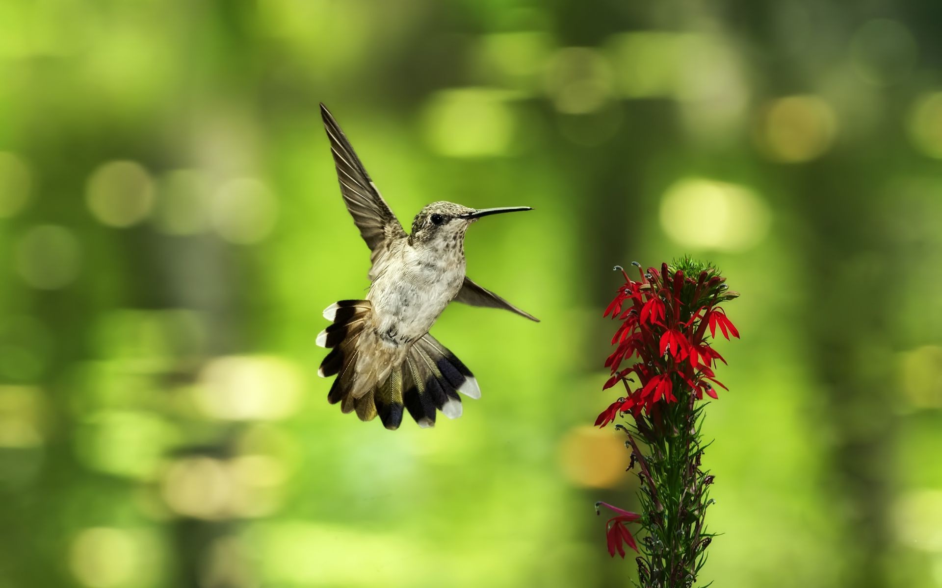 animals nature outdoors bird wildlife summer leaf