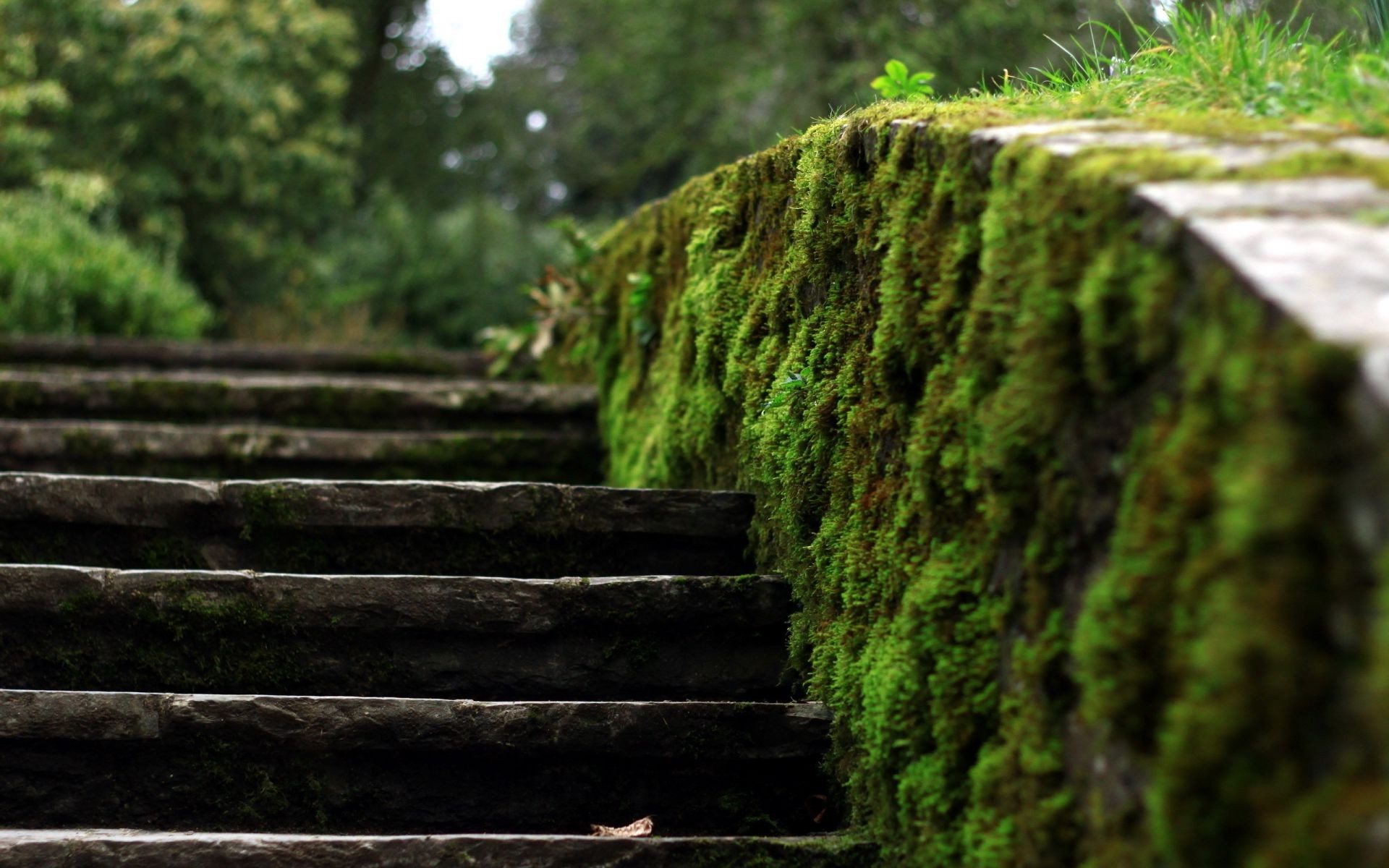 texture wood nature moss landscape tree leaf step outdoors park trail guidance flora garden summer grass walk travel growth