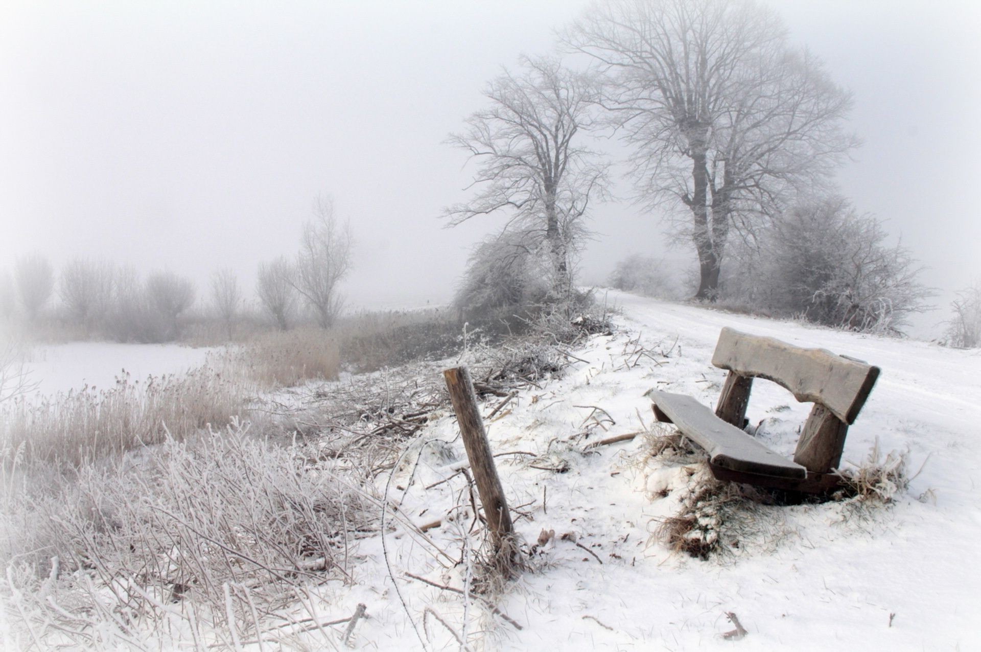 winter snow frost cold frozen weather ice snowstorm wood landscape tree frosty storm fog nature season