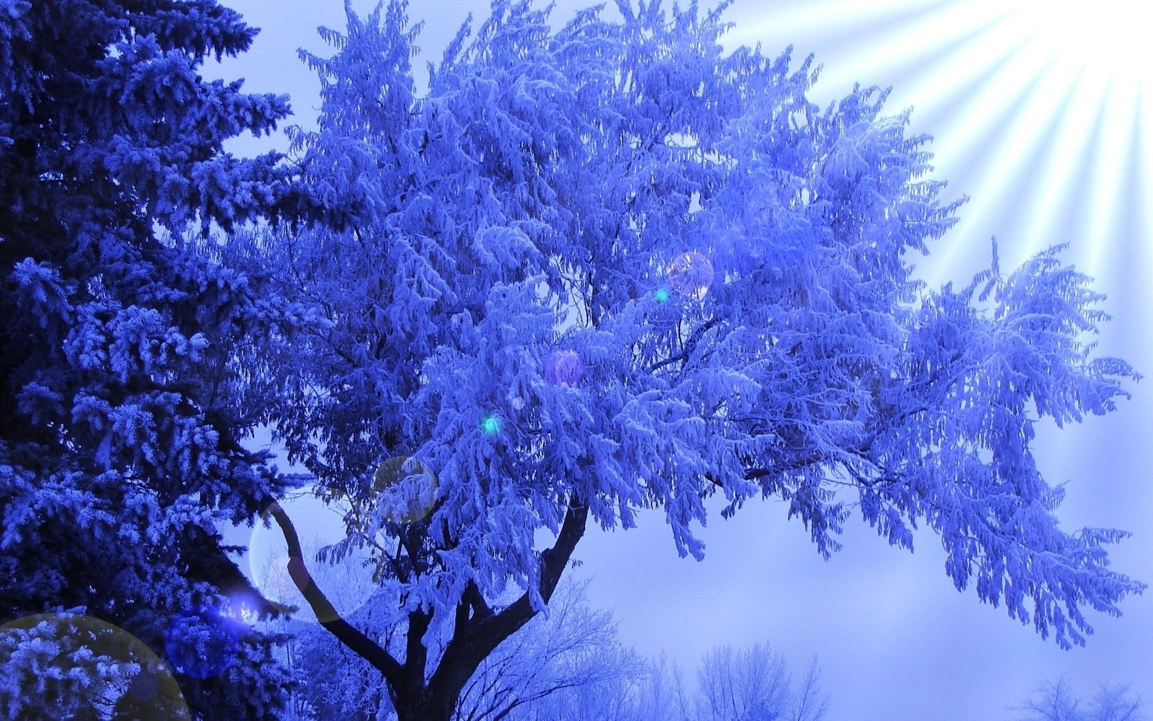 winter nature tree season desktop leaf color outdoors bright flora flower branch frost landscape decoration wood light