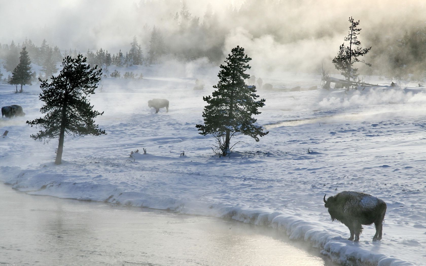 animaux neige hiver froid arbre congelé glace paysage eau à l extérieur gel météo brouillard bois