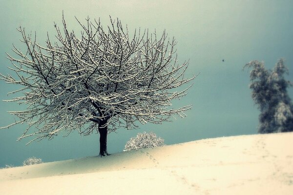 Ein einsamer Baum inmitten von Schneewehen