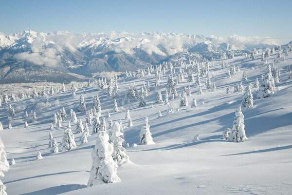 Berge und Bäume, die mit Schnee bedeckt sind