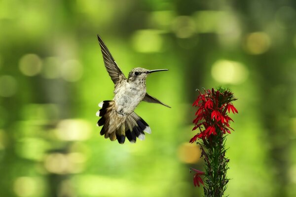 Ein kleiner Vogel und eine Blume