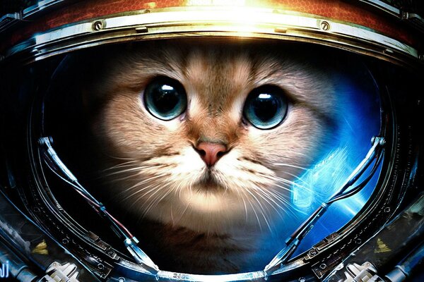 Astronauta gato vuela al espacio