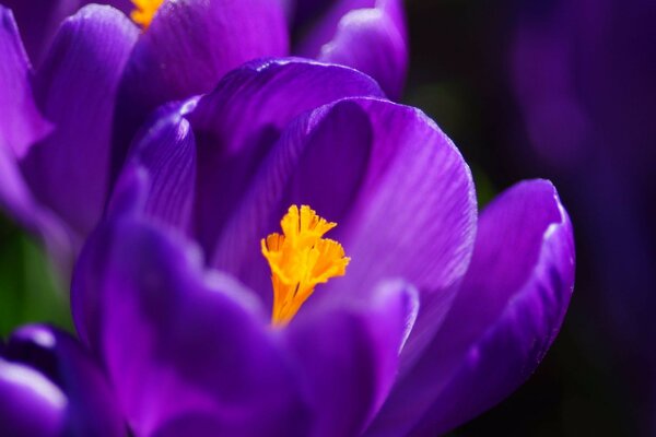 Fleur pourpre closeup