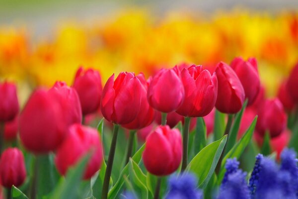 Blue yellow and pink tulips