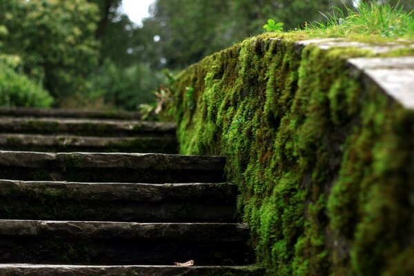 Moss close-up on an old staircase