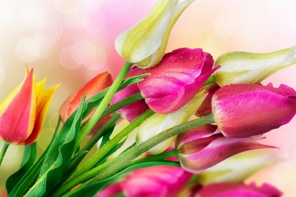 A bouquet of tulip flowers on a blurry background