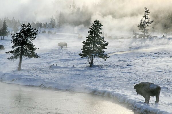 An animal on the shore. In winter.. Trees