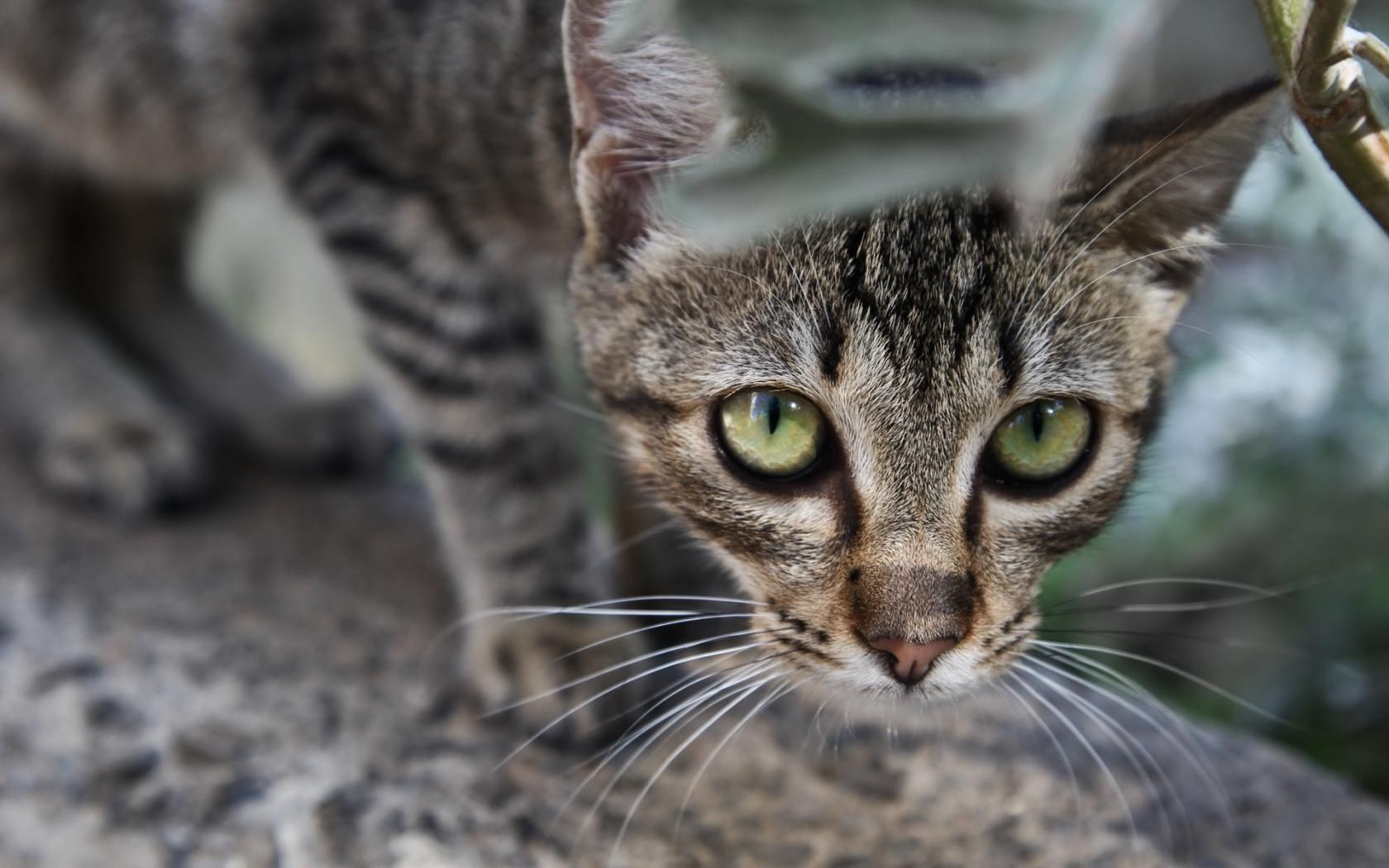 cats cat fur animal cute pet mammal eye portrait nature kitten young head hair looking domestic whisker little furry adorable tabby