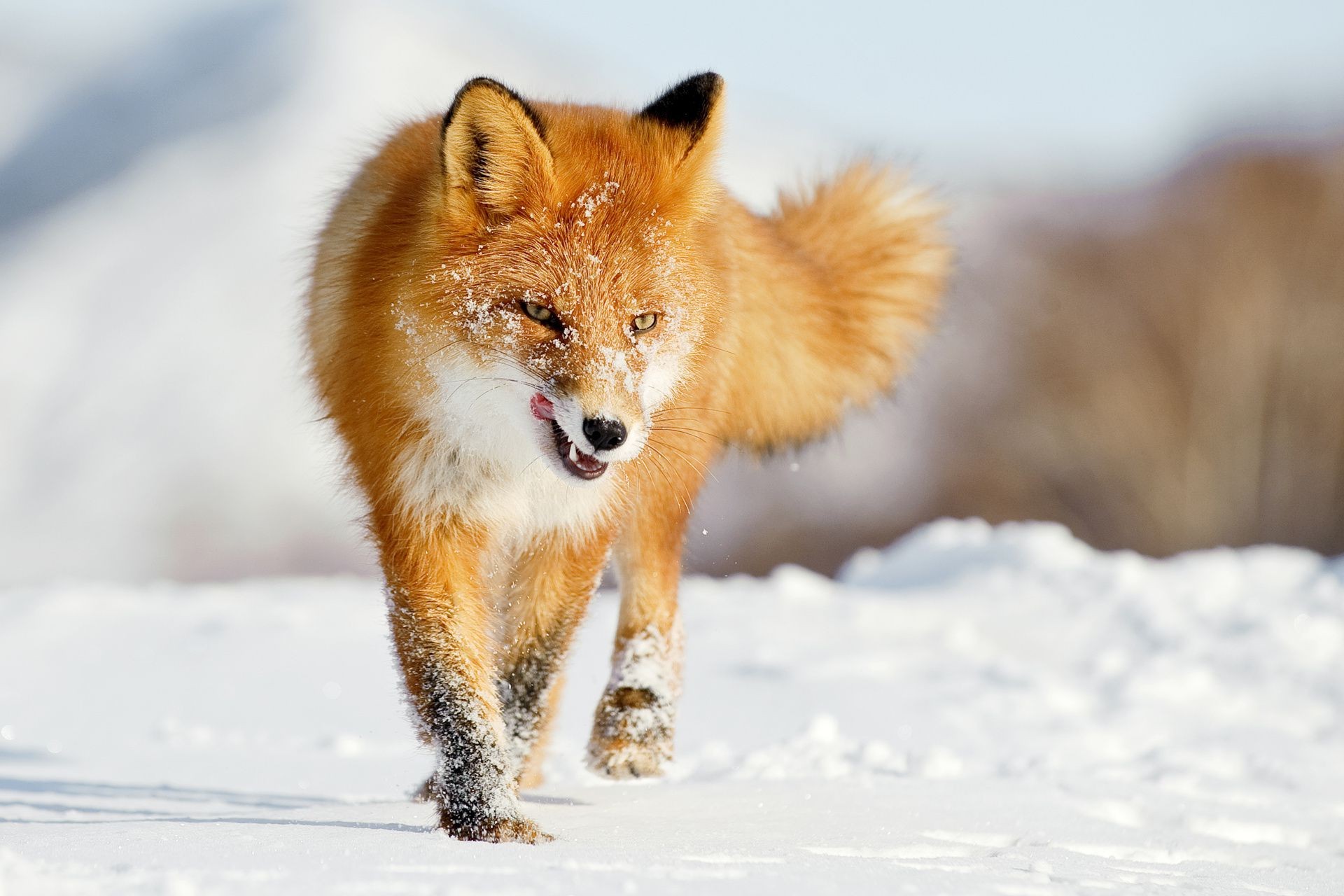 fox snow winter mammal wildlife fur outdoors nature animal cold frosty wild canine