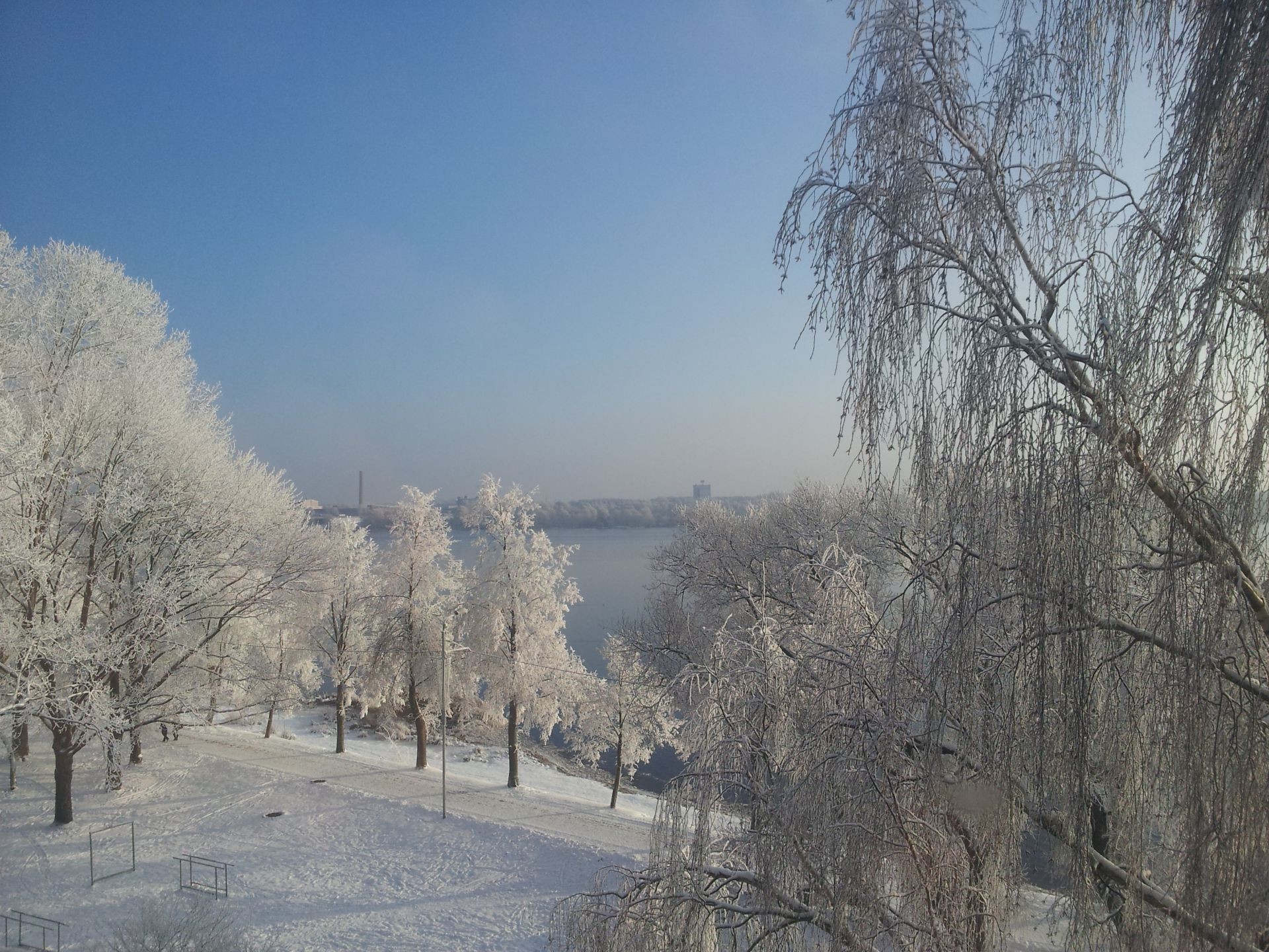 hiver neige froid bois gel bois congelé glace paysage brouillard saison météo branche nature aube givré parc brouillard tempête de neige