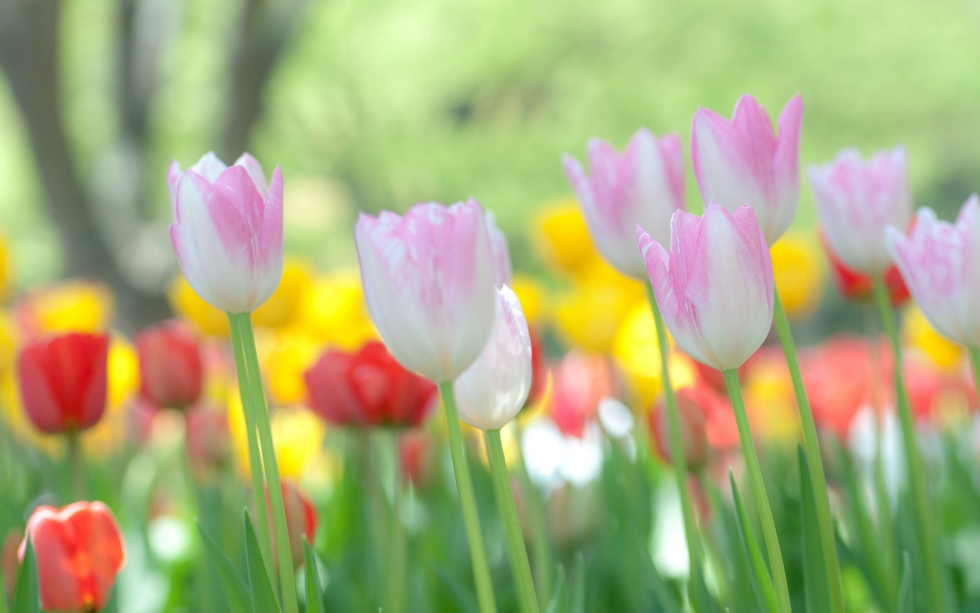 tulipany tulipan natura wielkanoc kwiat ogród lato flora jasne pole liść dobra pogoda kolor park kwiatowy trawa płatek sezon kwitnienie wzrost