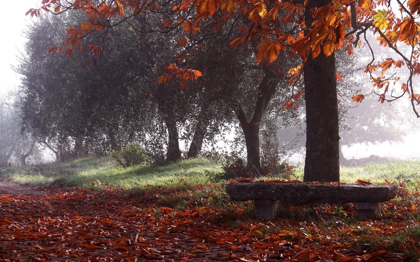 parks fall tree leaf nature wood park season landscape outdoors maple branch flora environment fair weather