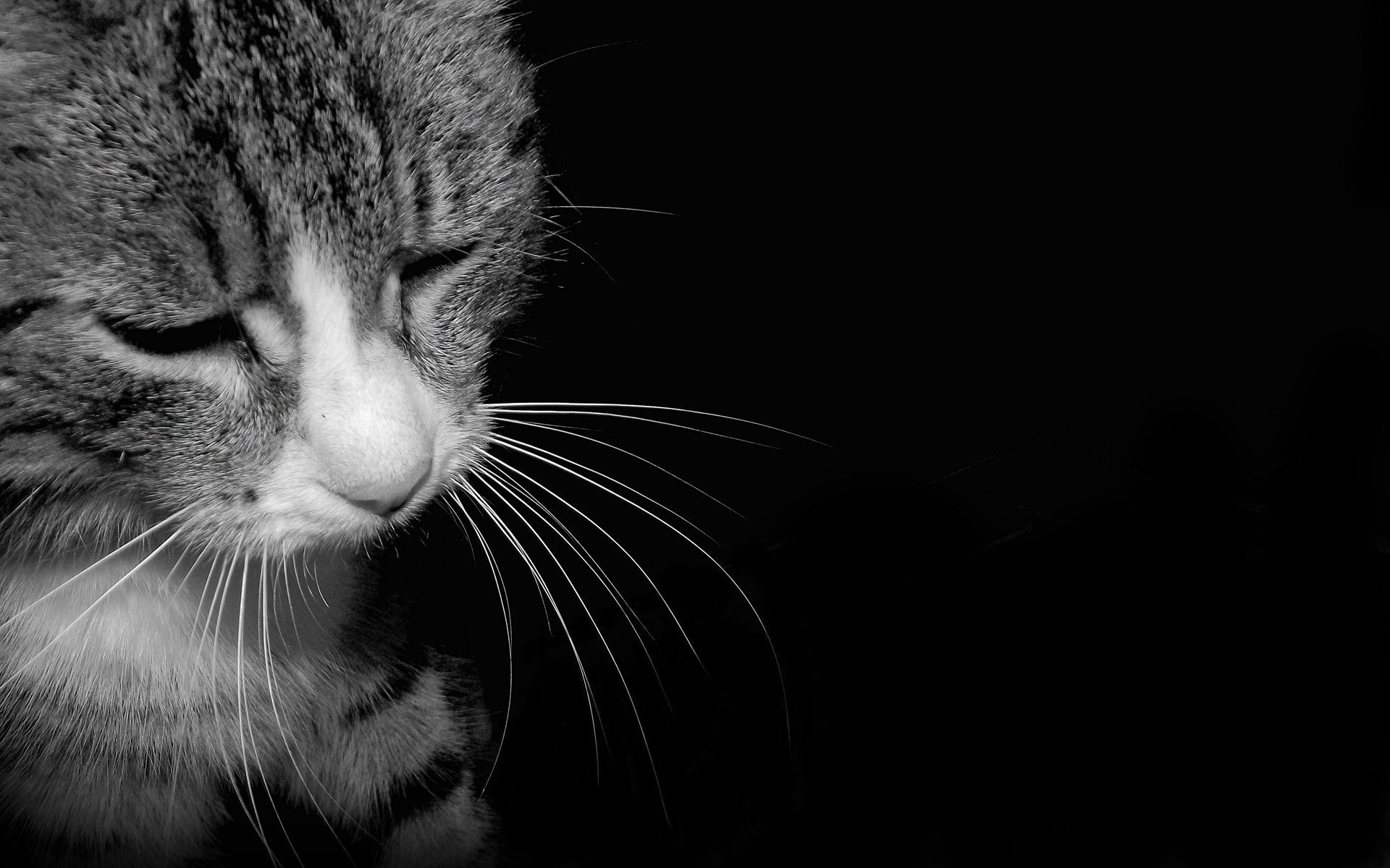 chat chat portrait oeil animal studio mignon animal de compagnie visage unique cheveux monochrome gris tête fourrure