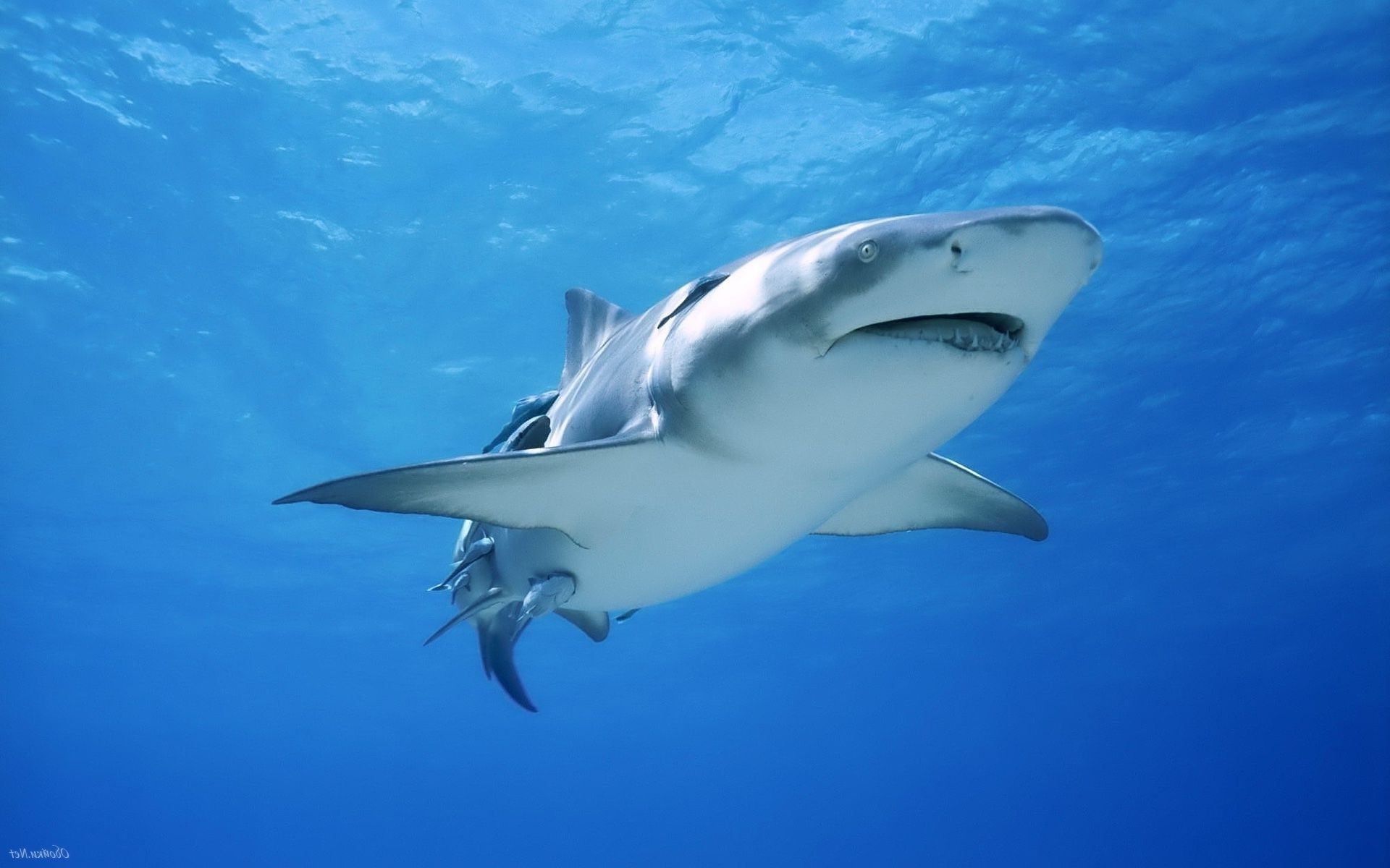 animaux sous-marin requin poissons eau océan mer natation faune