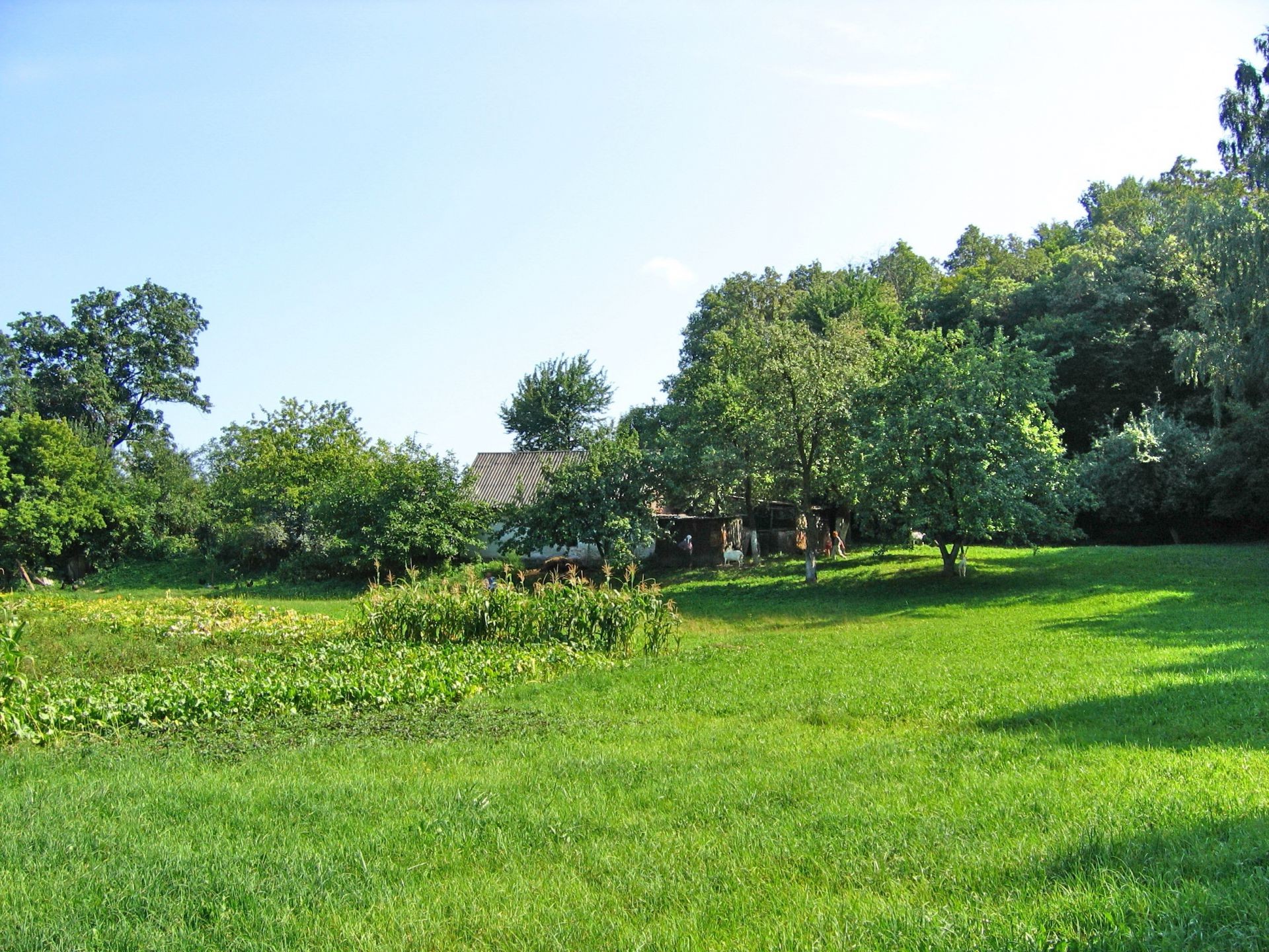 sommer gras baum landschaft natur flora heuhaufen umwelt feld des ländlichen im freien holz landwirtschaft rasen landschaft garten park blatt üppig