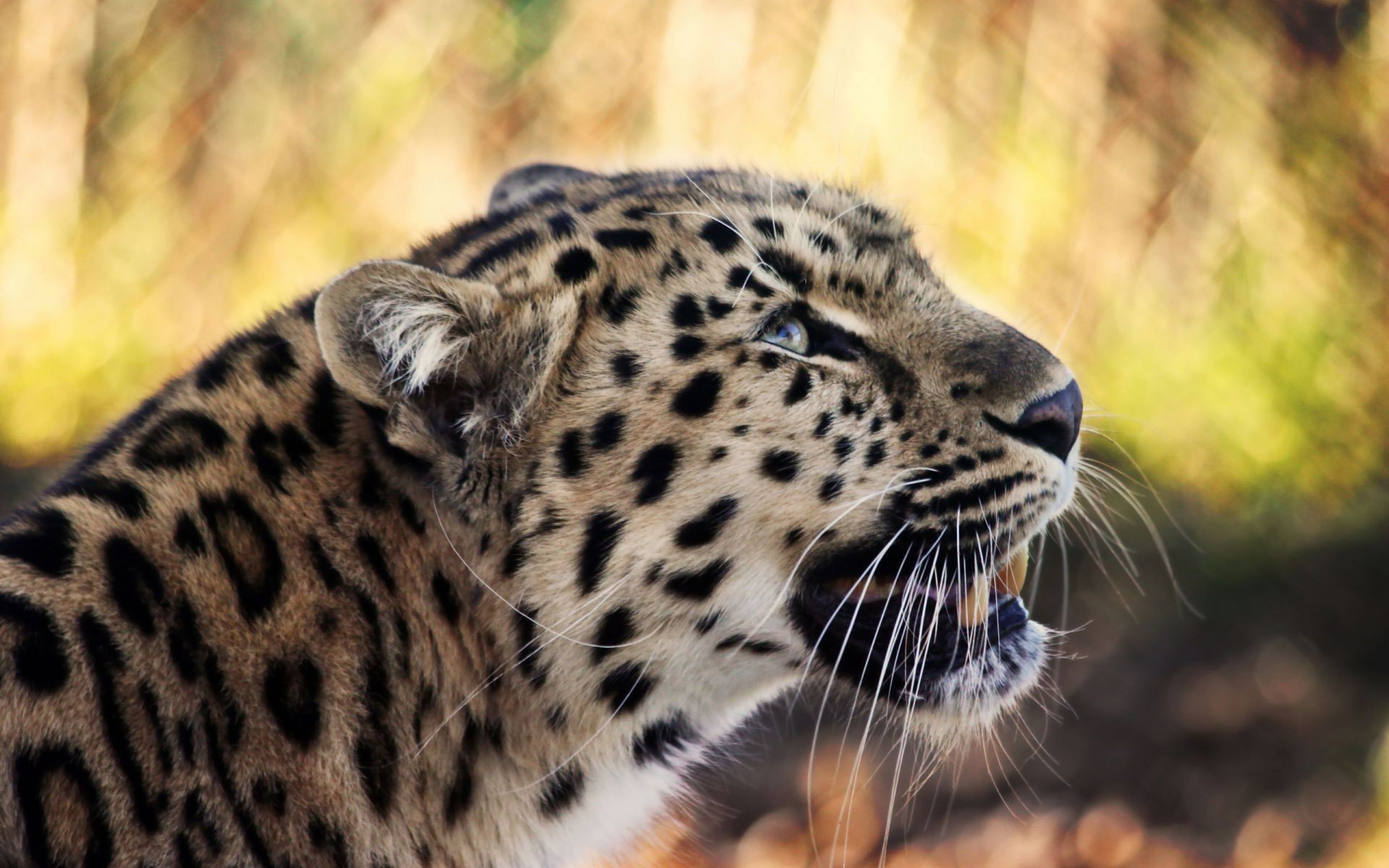 léopards faune chat mammifère nature prédateur fourrure sauvage léopard animal zoo safari chasseur mangeur de viande jungle grand portrait oeil