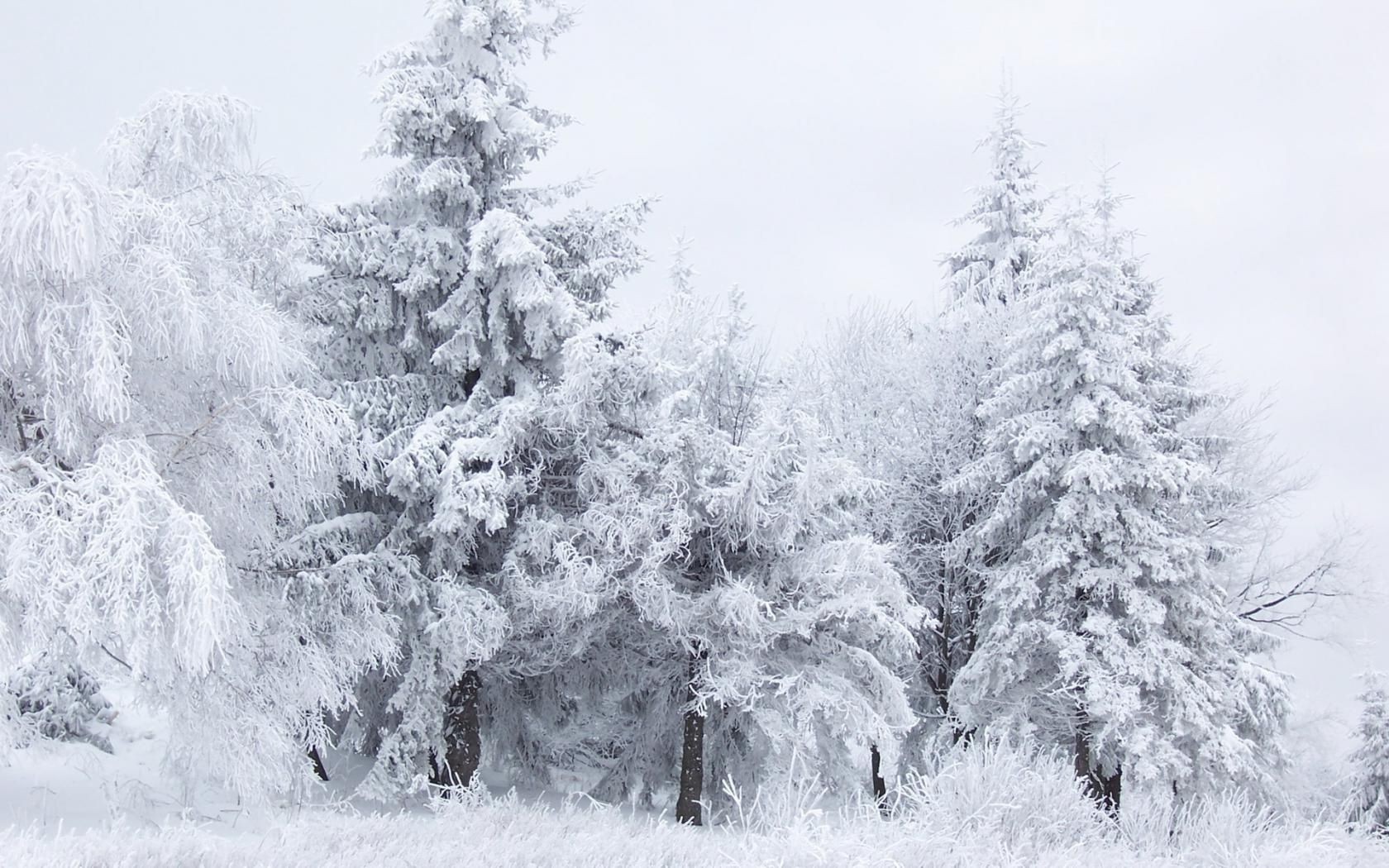 hiver neige gel bois froid congelé saison glace bois paysage météo glacial neige-blanc nature tempête de neige givré scène scénique