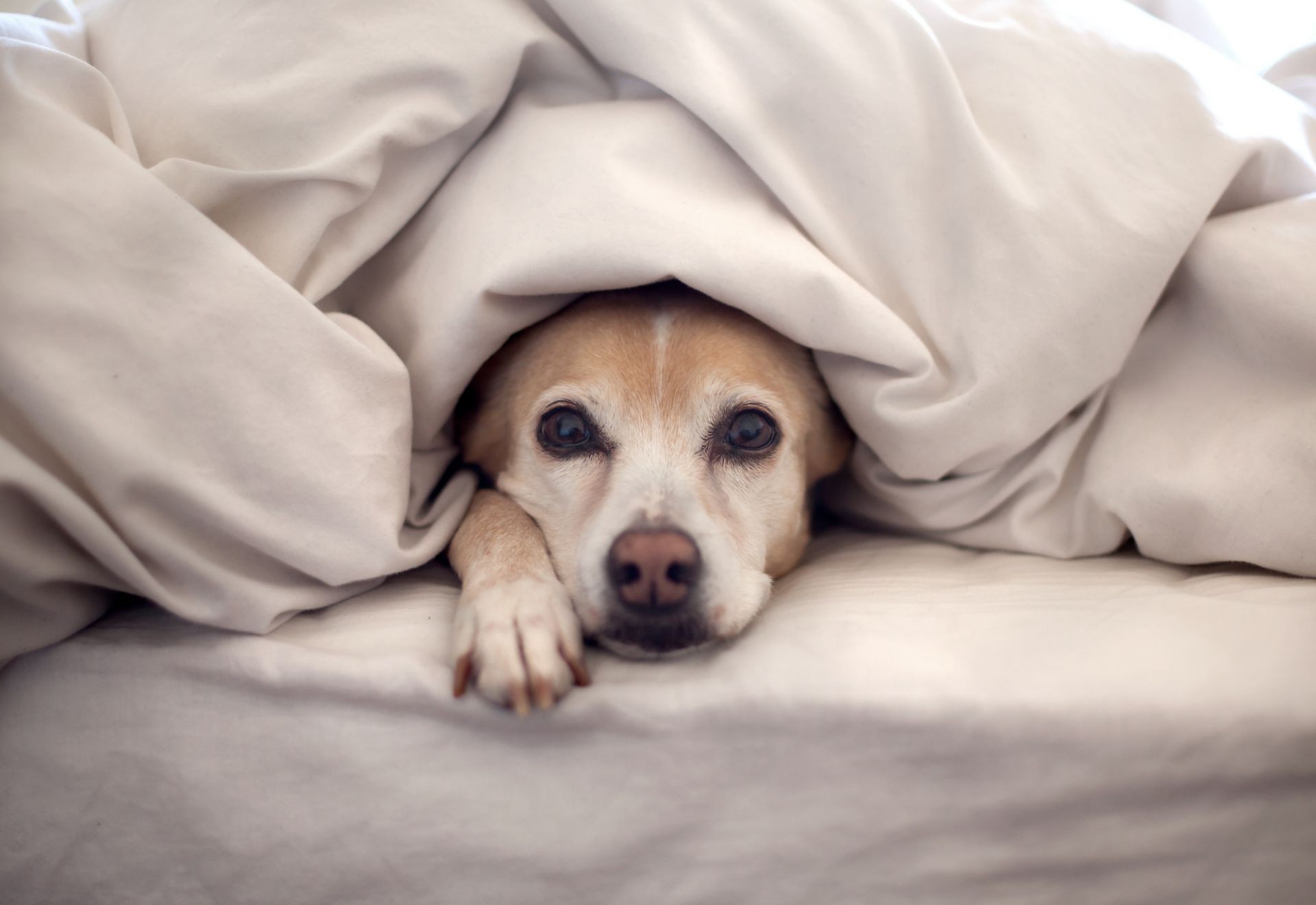 perros perro mascota cama mamífero cachorro perro lindo retrato animal sueño dormitorio almohada sueño doméstico