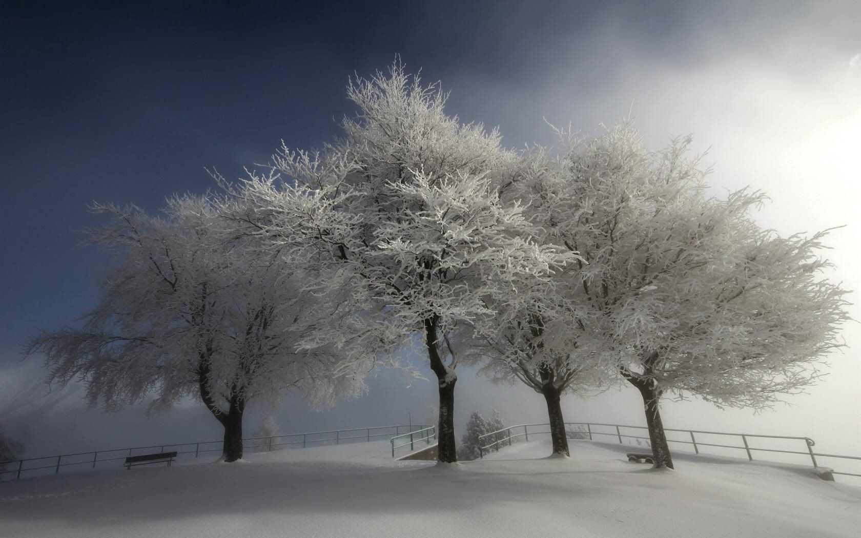 winter snow frost cold tree ice landscape frozen weather fog season frosty branch fair weather dawn wood infrared snowstorm