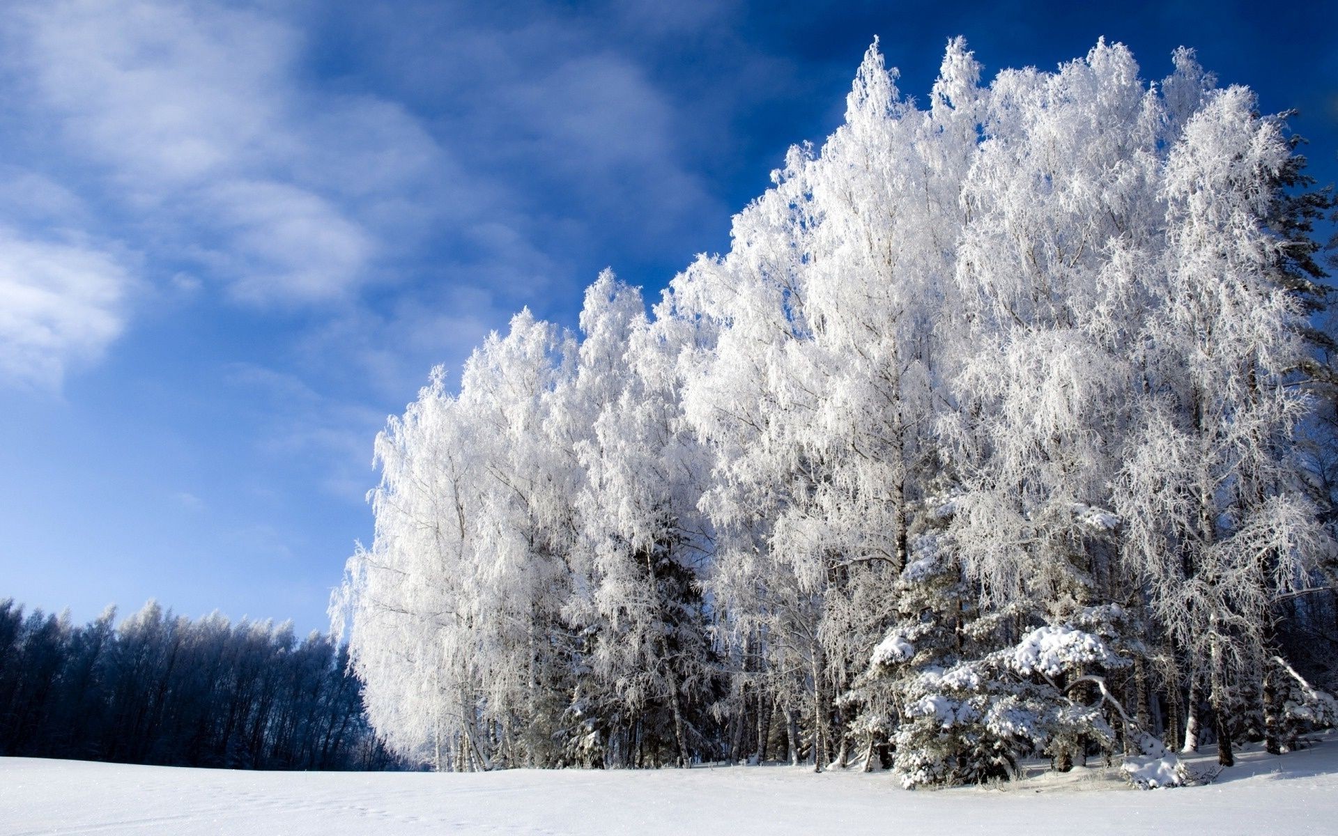 invierno nieve escarcha frío madera tiempo congelado paisaje hielo árbol temporada escénico buen tiempo naturaleza escena blanco como la nieve escarcha