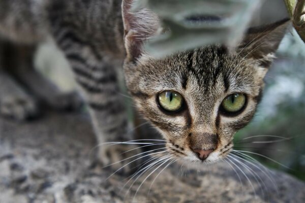 Niedliche Haustier Katze