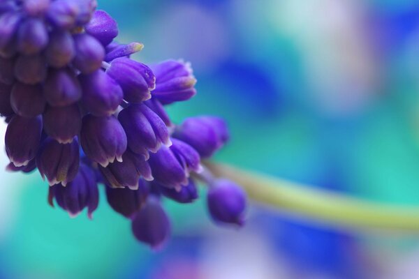 A branch of lilac flowers large