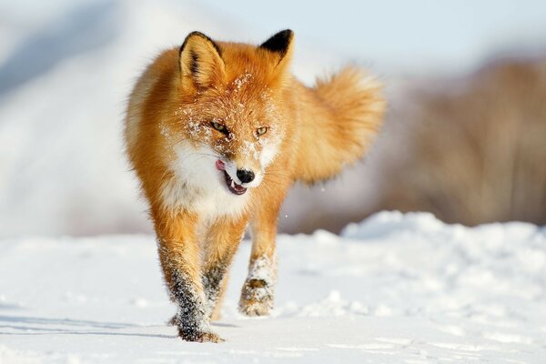 Bella volpe che corre sulla neve