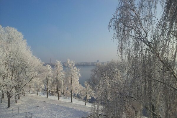 Árvores em um parque de inverno coberto de neve