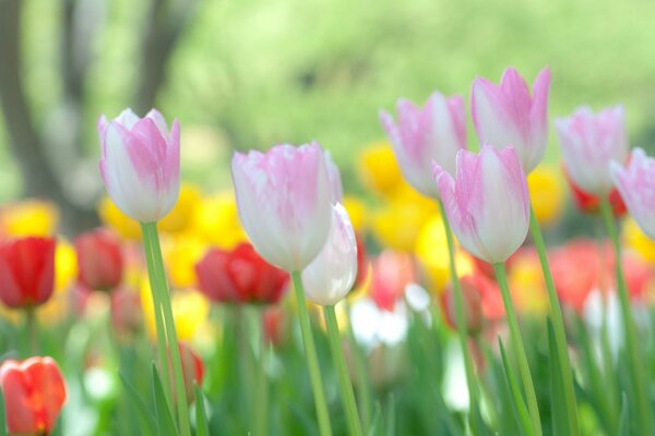 Tulipanes de color rosa pálido. Naturaleza. Flores. Pascua