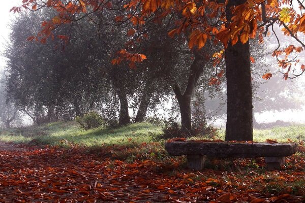 Abgefallenes trockenes Herbstlaub