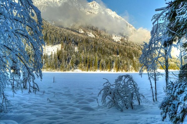 Winter landscape. A tree in the snow