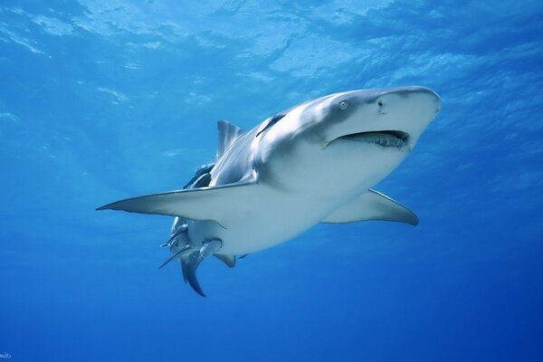 Tiburón gigante en el mar azul