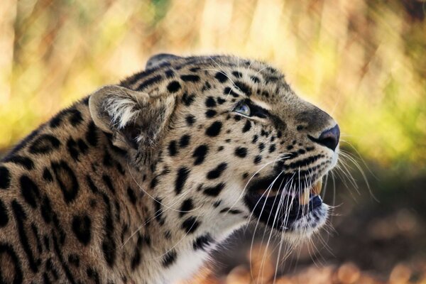 Wildkatze in natürlicher Umgebung