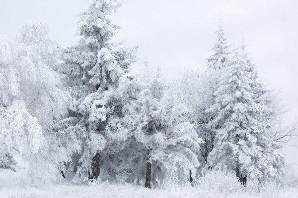 Beautiful white winter landscape