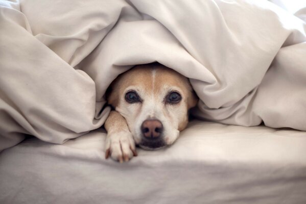 Carino cagnolino avvolto in una coperta