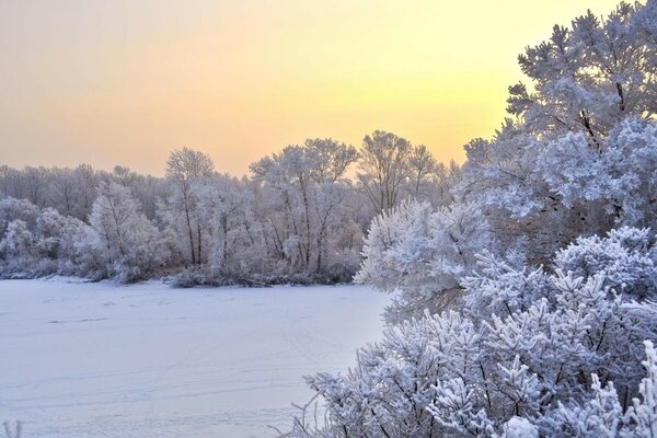 Lonely snow trees