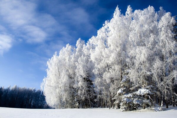 White trees in winter in the cold