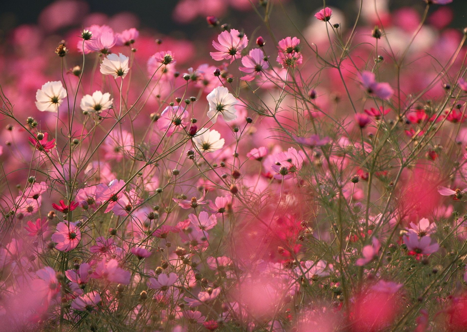 field of flowers flower nature flora garden color bright summer field floral season blooming petal hayfield sun growth grass close-up leaf vibrant