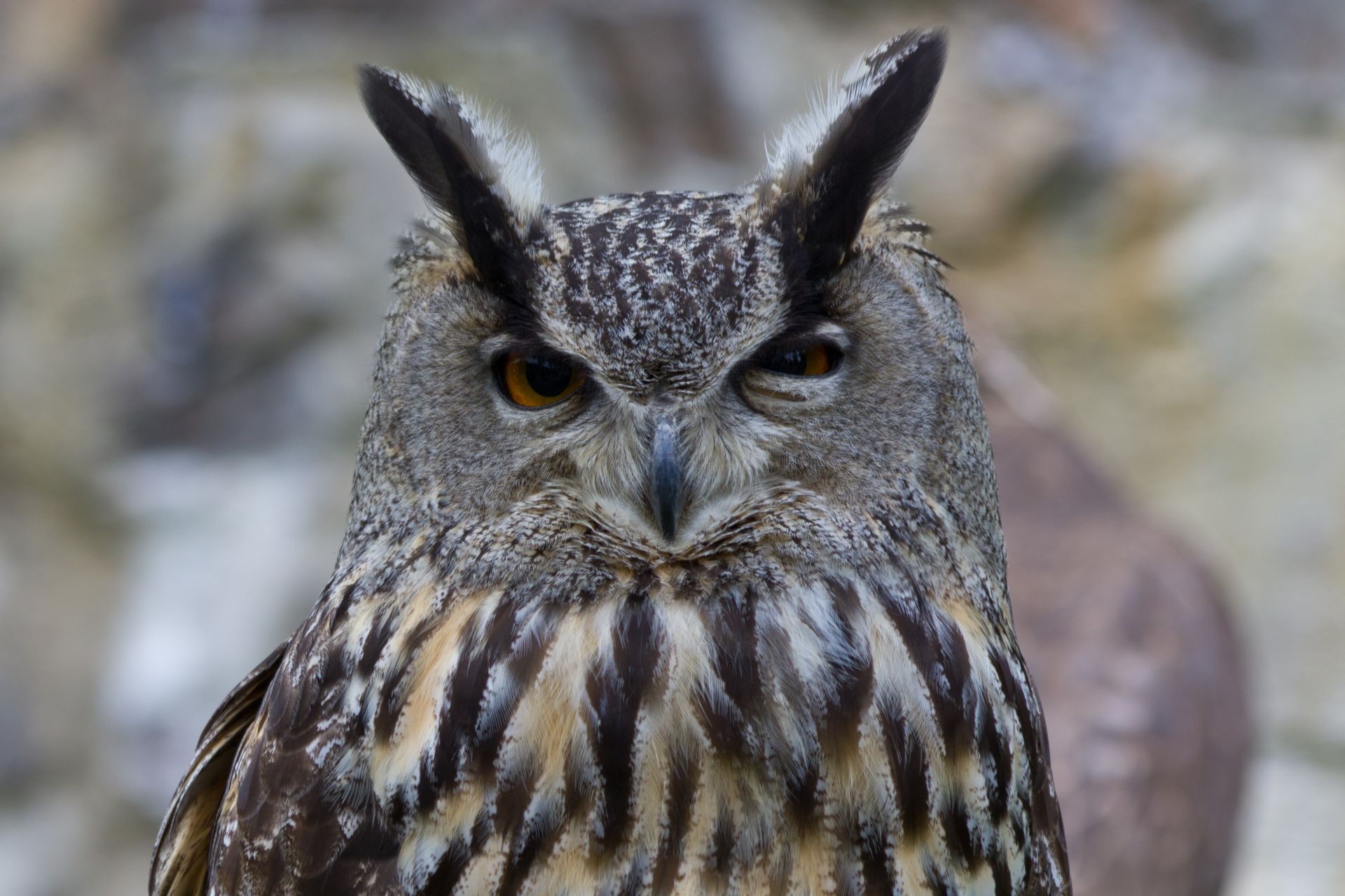 hayvanlar yaban hayatı kuş raptor baykuş doğa hayvan av yırtıcı hayvan vahşi gaga kartal açık havada tüy portre avcı göz şahin avian