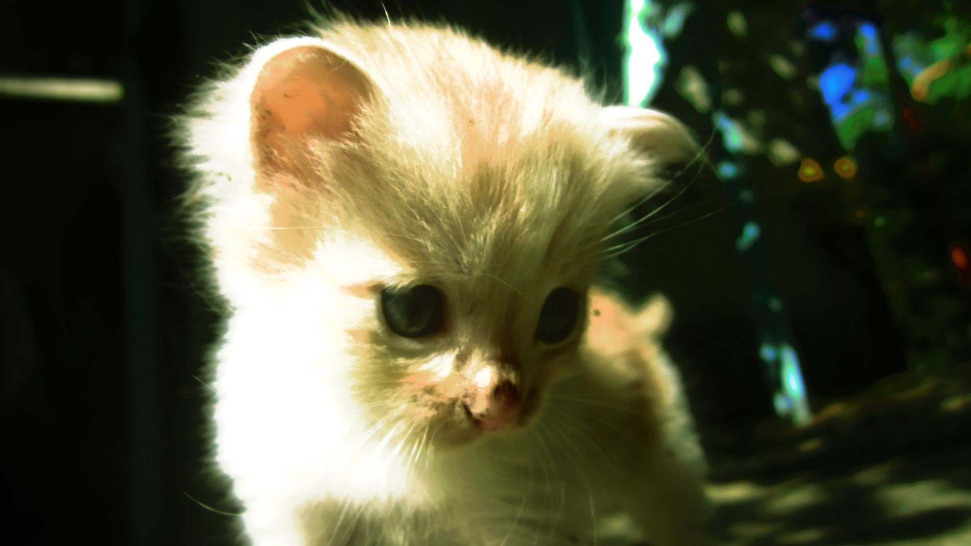 gatos mamífero fofa gato animal de estimação animal olho pele retrato vida selvagem